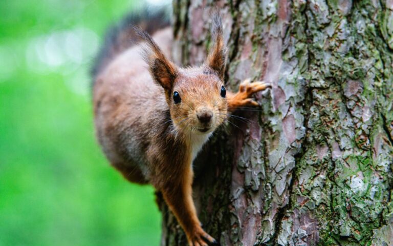 squirrel meaning mindfulness mbel
