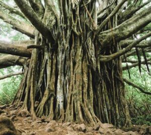 ethische wurzeln der achtsamkeit